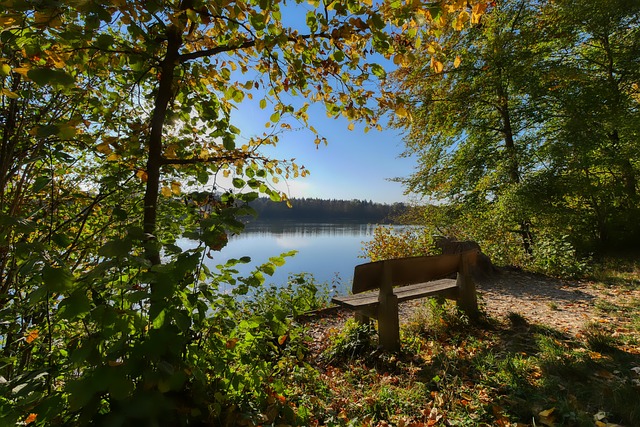 篮球——NBA常规赛：国王胜黄蜂.